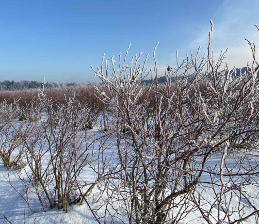 Start sezonu na plantacjach jagodowych – jak zadbać o odżywianie roślin po zimie borówka amerykańska