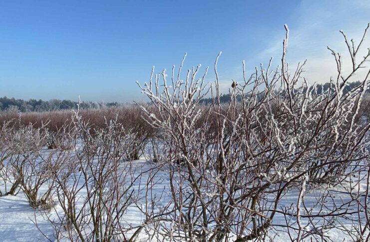 Start sezonu na plantacjach jagodowych – jak zadbać o odżywianie roślin po zimie borówka amerykańska