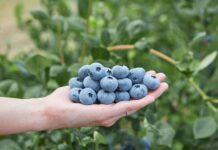 Sekoya® Nova ‘FC15-173’ – nowa odmiana od Fall Creek na targach Fruit Logistica 2026 Fall creek, sekoya, borówki,