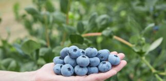 Sekoya® Nova ‘FC15-173’ – nowa odmiana od Fall Creek na targach Fruit Logistica 2026 Fall creek, sekoya, borówki,