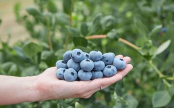 Sekoya® Nova ‘FC15-173’ – nowa odmiana od Fall Creek na targach Fruit Logistica 2026 Fall creek, sekoya, borówki,