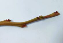 Przemarznięcia pędów borówki po zimie 2025/2026 – pierwsze obserwacje z plantacji