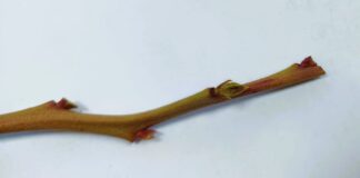 Przemarznięcia pędów borówki po zimie 2025/2026 – pierwsze obserwacje z plantacji