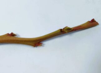 Przemarznięcia pędów borówki po zimie 2025/2026 – pierwsze obserwacje z plantacji