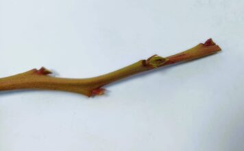 Przemarznięcia pędów borówki po zimie 2025/2026 – pierwsze obserwacje z plantacji