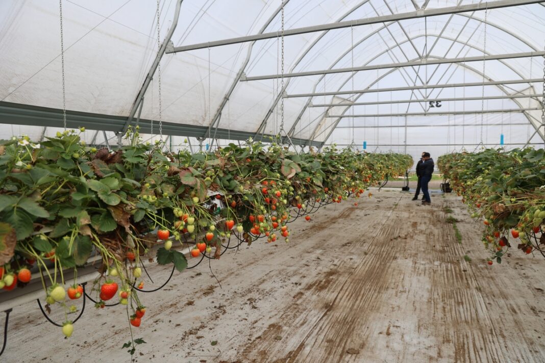 uprawa truskawek w tunelach w październiku