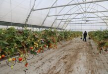 Jak wygląda nowoczesna produkcja truskawek w praktyce? uprawa truskawek w tunelach w październiku