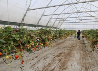 Jak wygląda nowoczesna produkcja truskawek w praktyce? uprawa truskawek w tunelach w październiku