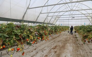 Jak wygląda nowoczesna produkcja truskawek w praktyce? uprawa truskawek w tunelach w październiku