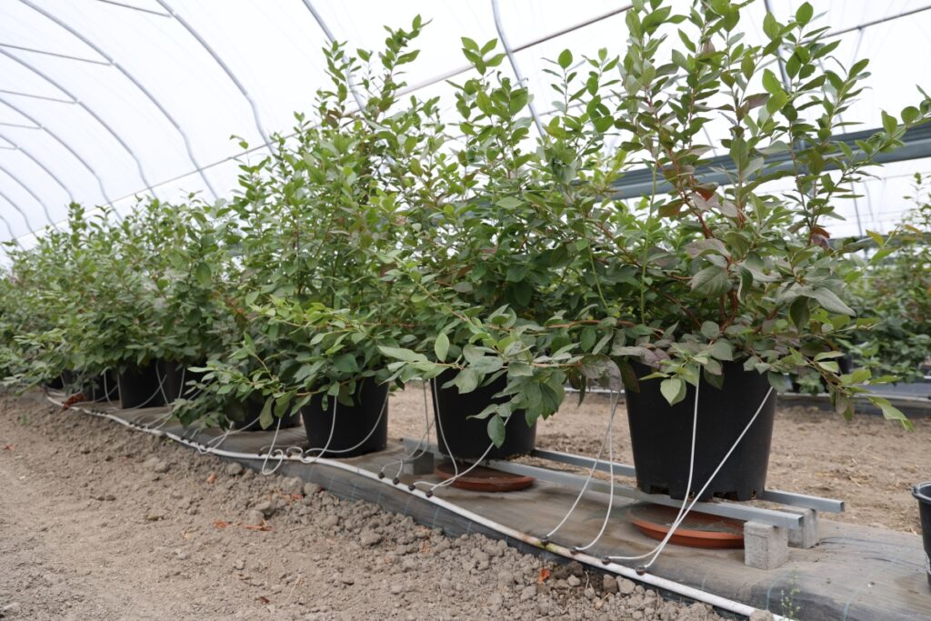 uprawa borówki w doniach