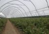 Zblokowane tunele EZvent w borówce – doświadczenia plantatora ze Słowacji Uprawa borówki w tunelach