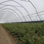 Zblokowane tunele EZvent w borówce – doświadczenia plantatora ze Słowacji Uprawa borówki w tunelach