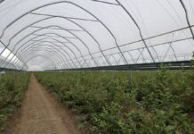 Zblokowane tunele EZvent w borówce – doświadczenia plantatora ze Słowacji Uprawa borówki w tunelach