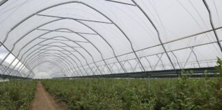 Zblokowane tunele EZvent w borówce – doświadczenia plantatora ze Słowacji Uprawa borówki w tunelach