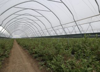 Zblokowane tunele EZvent w borówce – doświadczenia plantatora ze Słowacji Uprawa borówki w tunelach