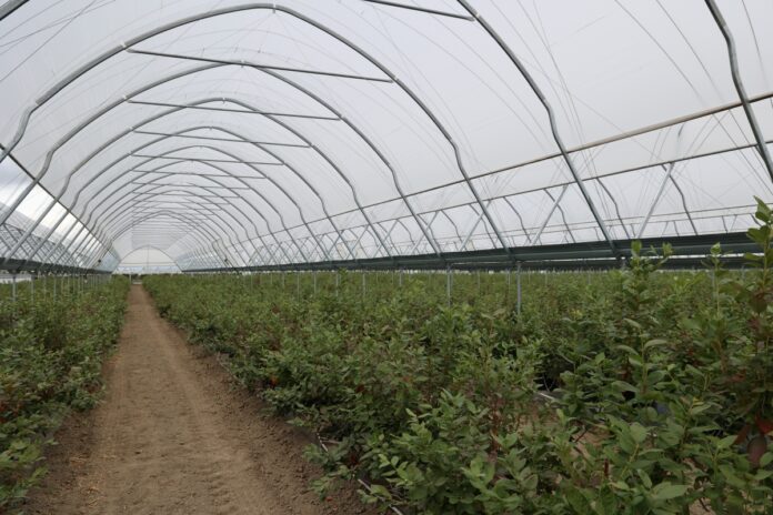 Uprawa borówki w tunelach