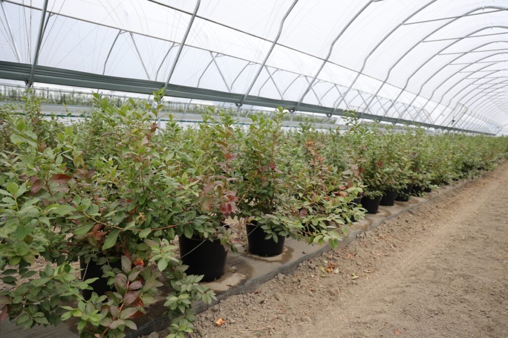 Kondycja roślin posadzonych jako borówki C2 po kilku miesiącach wzrostu w tunelach