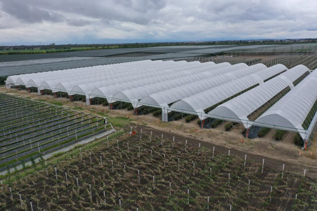 Tunele serii EZvent z automatycznym wietrzeniem  do uprawy borówki