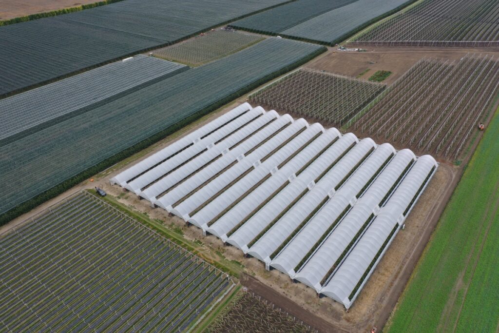 Tunele serii EZvent z automatycznym wietrzeniem  do uprawy borówki