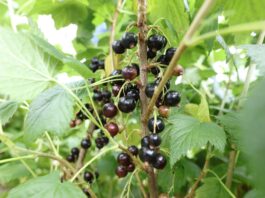 Ta cena mogłaby oznaczać stabilizację rynku porzeczek?