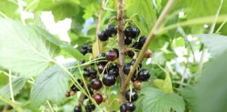 Ta cena mogłaby oznaczać stabilizację rynku porzeczek?