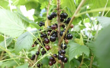 Ta cena mogłaby oznaczać stabilizację rynku porzeczek?