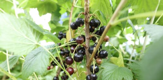 Ta cena mogłaby oznaczać stabilizację rynku porzeczek?