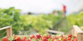 Nowości i klasyki: przegląd odmian truskawek w Polsce Jakie odmiany truskawek wybrać w Polsce