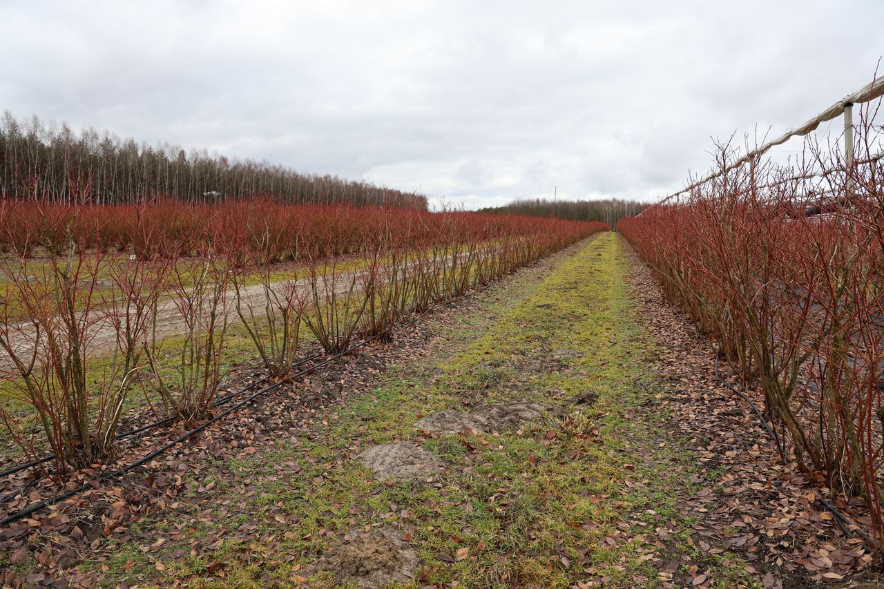 borówka świętokrzyska, andrzej trela, borówka wysoka, icl