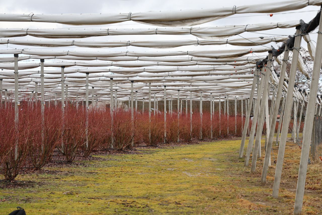 borówka świętokrzyska, andrzej trela, borówka wysoka, icl