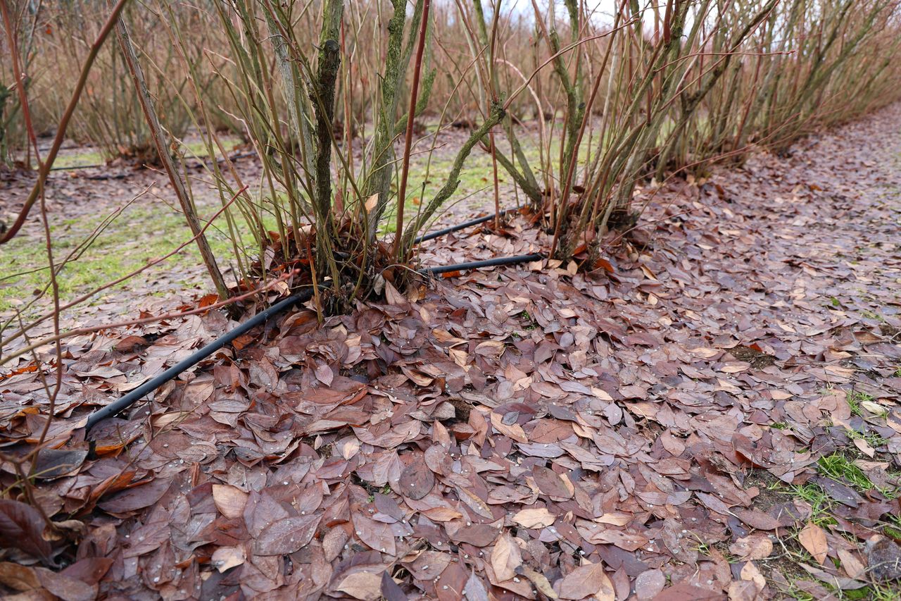 polysulphate, dron, plantacja, borówka, borówki amerykańskie