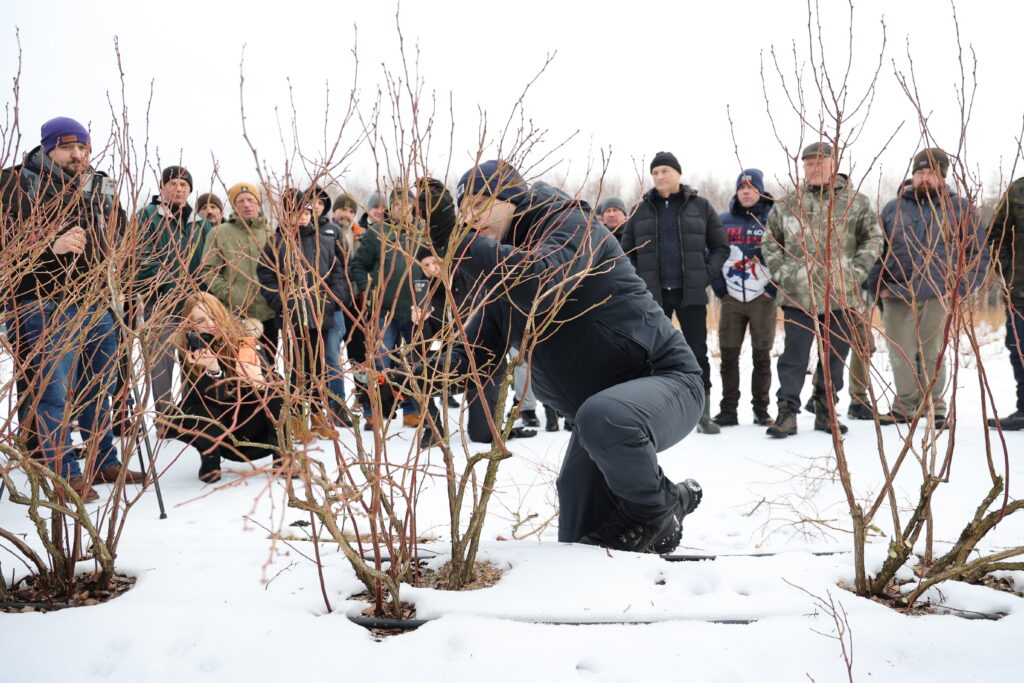 Tomasz Domański (Agrosimex) w trakcie pokazów cięcia odmiany Cargo