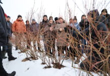 Cięcie borówki ‘Cargo’ w praktyce Cięcie krzewów borówki - odmiana Cargo