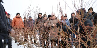 Cięcie borówki ‘Cargo’ w praktyce Cięcie krzewów borówki - odmiana Cargo