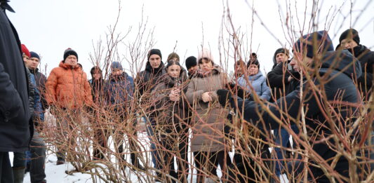 Cięcie borówki ‘Cargo’ w praktyce Cięcie krzewów borówki - odmiana Cargo