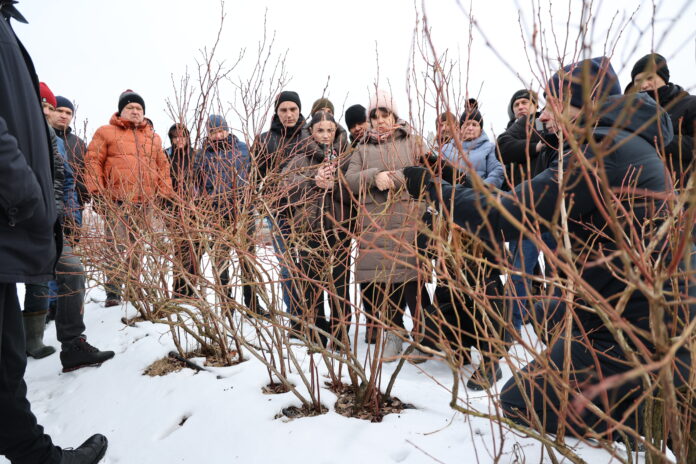 A66A6420 Cięcie krzewów borówki - odmiana Cargo