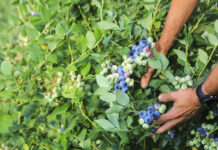 Shelf life borówki – to nie takie oczywiste