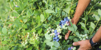 Shelf life borówki – to nie takie oczywiste