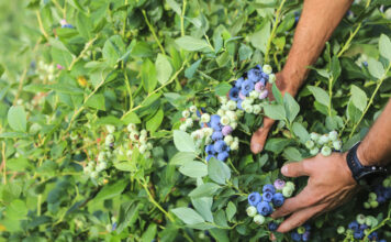 Shelf life borówki – to nie takie oczywiste