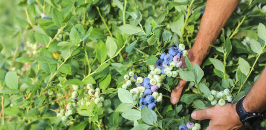 Shelf life borówki – to nie takie oczywiste