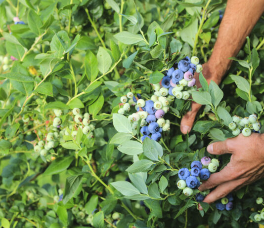 Shelf life borówki – to nie takie oczywiste