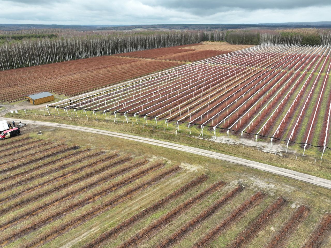 borówka świętokrzyska, andrzej trela, borówka wysoka, icl