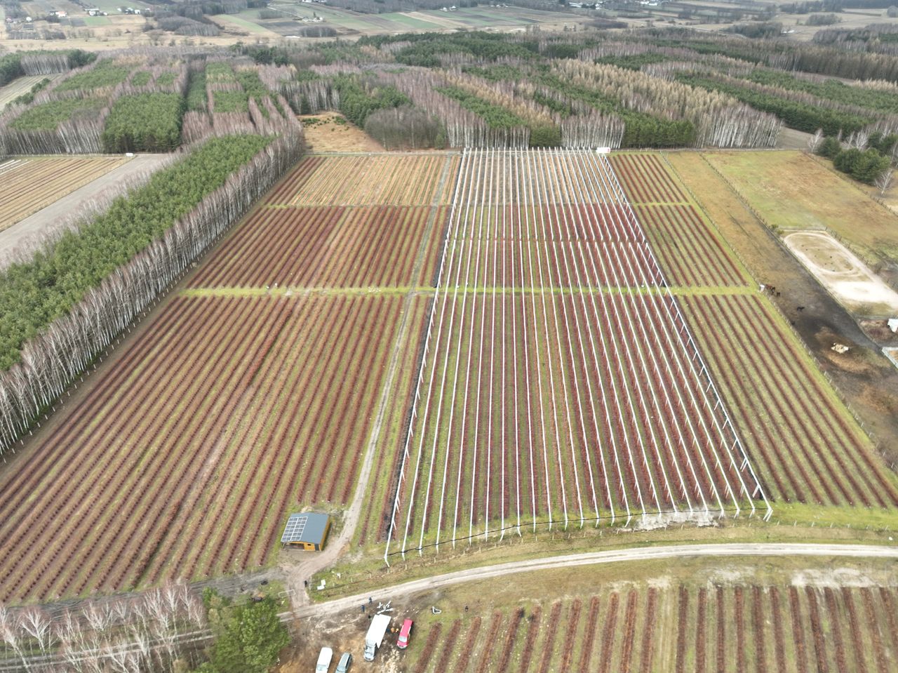 borówka świętokrzyska, andrzej trela, borówka wysoka, icl