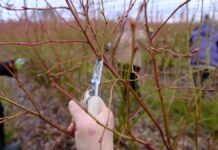 10 PRZYKAZAŃ cięcia borówki wysokiej- LIVE