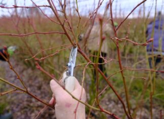 10 PRZYKAZAŃ cięcia borówki wysokiej- LIVE