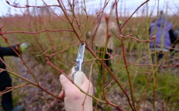 10 PRZYKAZAŃ cięcia borówki wysokiej- LIVE