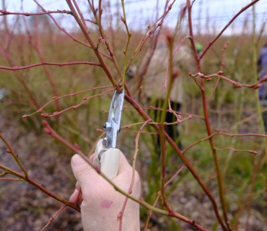 10 PRZYKAZAŃ cięcia borówki wysokiej- LIVE