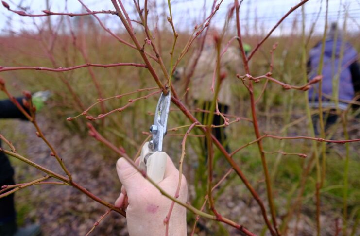 10 PRZYKAZAŃ cięcia borówki wysokiej- LIVE