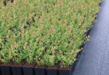 Prokurator i więzienie za nielegalne rozmnażanie chronionych odmian. Nowe przepisy już obowiązują