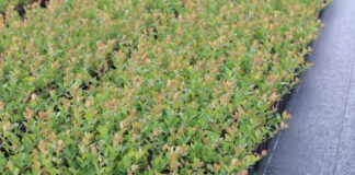 Prokurator i więzienie za nielegalne rozmnażanie chronionych odmian. Nowe przepisy już obowiązują